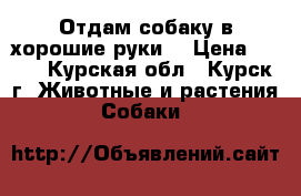 Отдам собаку в хорошие руки. › Цена ­ 100 - Курская обл., Курск г. Животные и растения » Собаки   